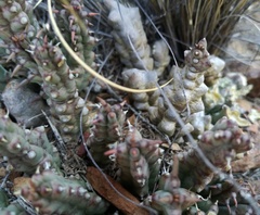 Tridentea gemmiflora