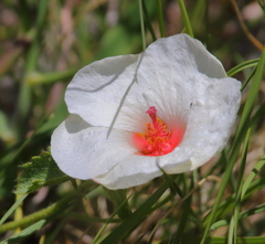 Pavonia cymbalaria