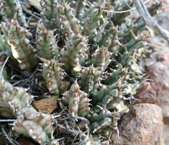 Tridentea gemmiflora