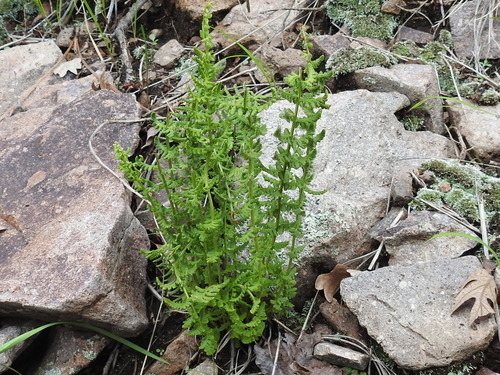 Image of Woodsia phillipsii by (c) Sam Kieschnick, some rights reserved (CC BY)
