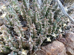 Tridentea gemmiflora