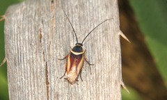 Pseudomops neglectus