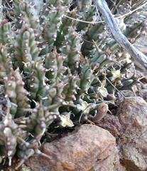 Tridentea gemmiflora