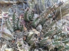 Tridentea gemmiflora