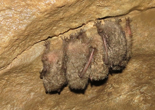 Greater Tube-nosed Bat