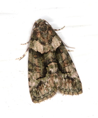 Pherechoa crypsichlora