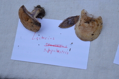 Lactarius subpalustris