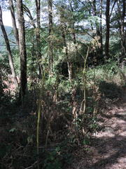 Peucedanum verticillare