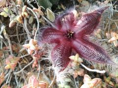 Stapelia hirsuta