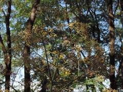 Peucedanum verticillare