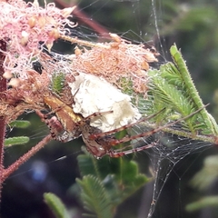 Peucetia flava