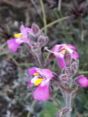 Craterostigma wilmsii