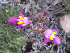 Craterostigma wilmsii