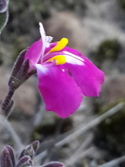 Craterostigma wilmsii