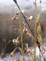 Eulophia bolusii