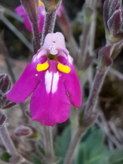 Craterostigma wilmsii