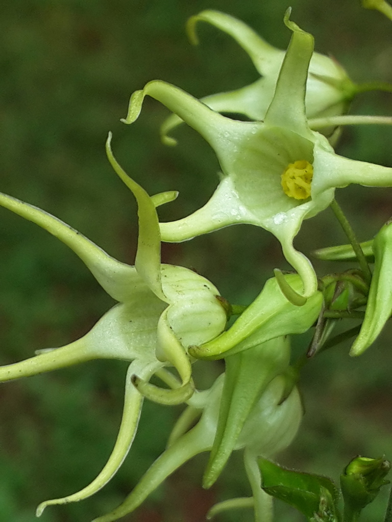 Riocreuxia aberrans
