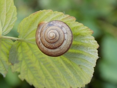 Fruticicola fruticum