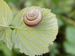 Fruticicola fruticum