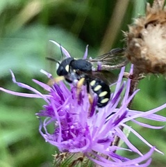 Pseudoanthidium nanum