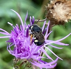 Pseudoanthidium nanum
