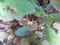 Claytonia rubra