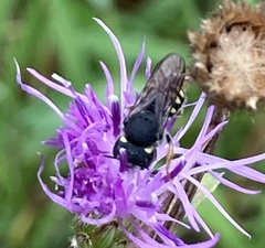 Pseudoanthidium nanum