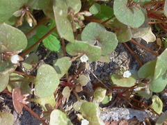 Claytonia rubra