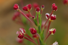 Zaluzianskya elongata