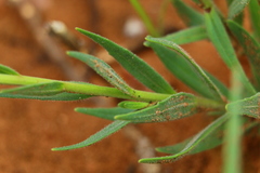 Zaluzianskya elongata