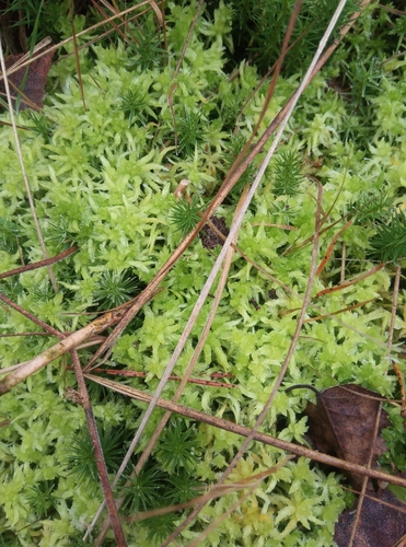 Image of Lesser Cow-Horn Bog-Moss (Sphagnum inundatum) by no rights reserved