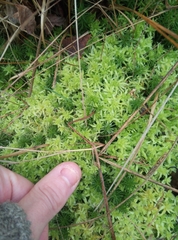 Sphagnum inundatum