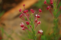 Zaluzianskya elongata