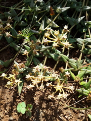 Asclepias multicaulis