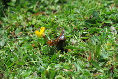 Euphydryas cynthia