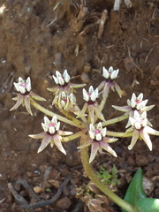 Asclepias multicaulis