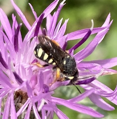 Pseudoanthidium nanum