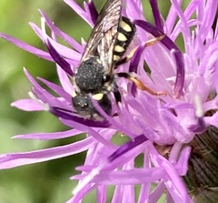 Pseudoanthidium nanum