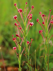 Zaluzianskya elongata