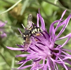 Pseudoanthidium nanum