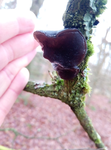 Exidia truncata