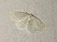 Campaea margaritaria
