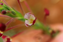 Zaluzianskya elongata