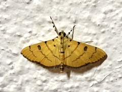 Phaedropsis alitemeralis