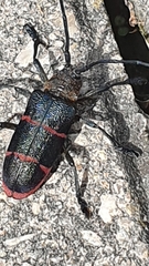 Ceroplesis sumptuosa