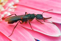 Harpegnathos venator