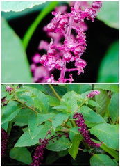 Phytolacca thyrsiflora