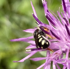 Pseudoanthidium nanum