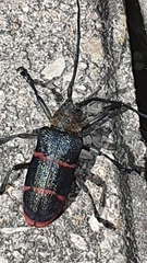 Ceroplesis sumptuosa