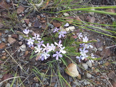 Buchnera longespicata